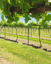 Farmstead Vineyard young.JPG